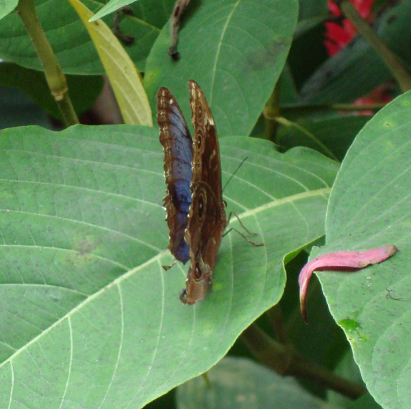 Tortuguero okt 2007
