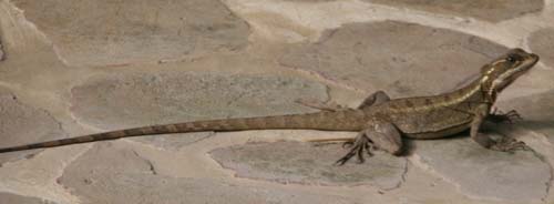 Montezuma jan 2009